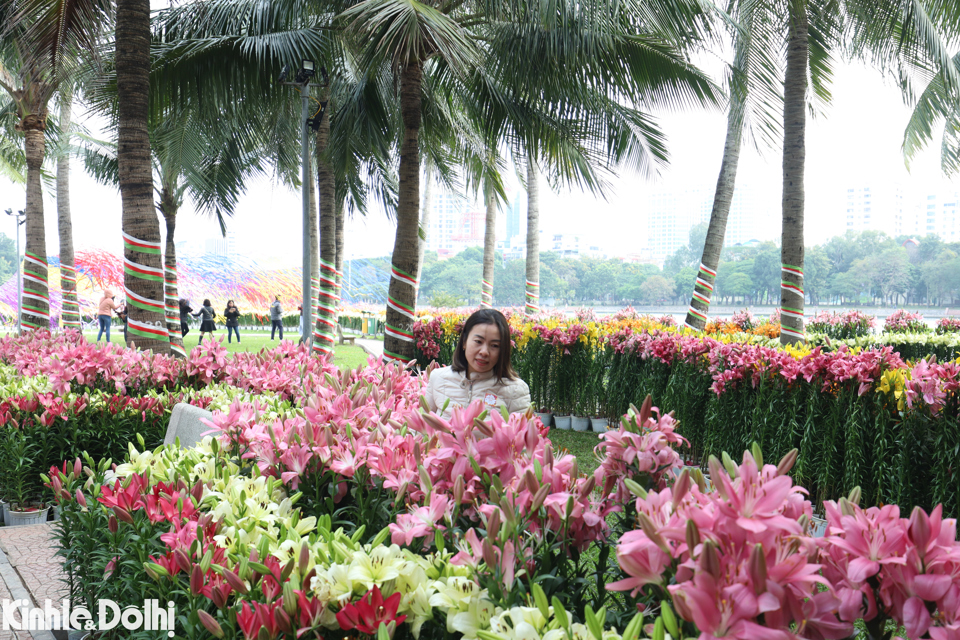             Hơn 60.000 gốc hoa được trưng bày tại 'Hà Nội miền hoa - Flower Land 2023'    