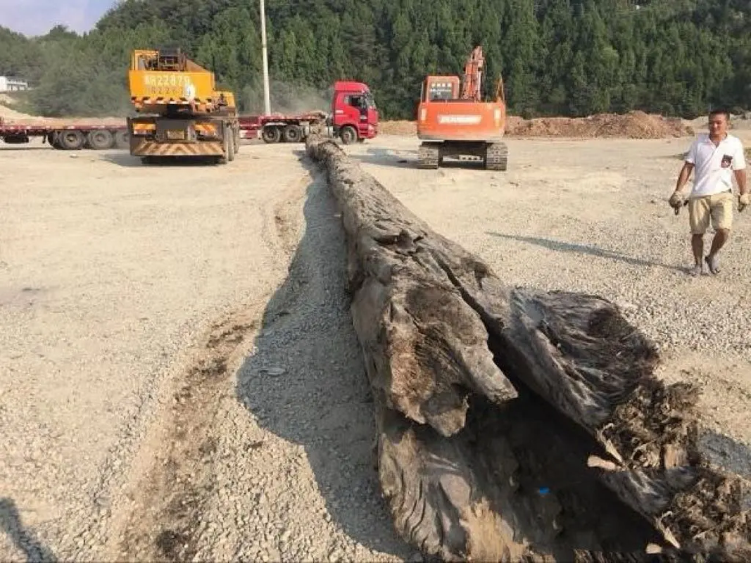 View -             Đào được cây gỗ khủng, chuyên gia thốt lên sung sướng: 'Báu vật trăm tỷ!'    