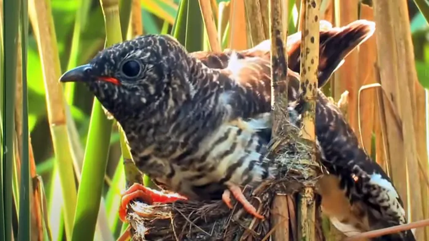 View -             Sự thật đắng lòng về loài 'quỷ chim' tàn độc nhất Việt Nam    