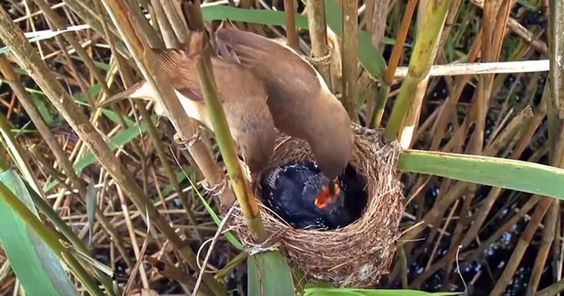             Sự thật đắng lòng về loài 'quỷ chim' tàn độc nhất Việt Nam    