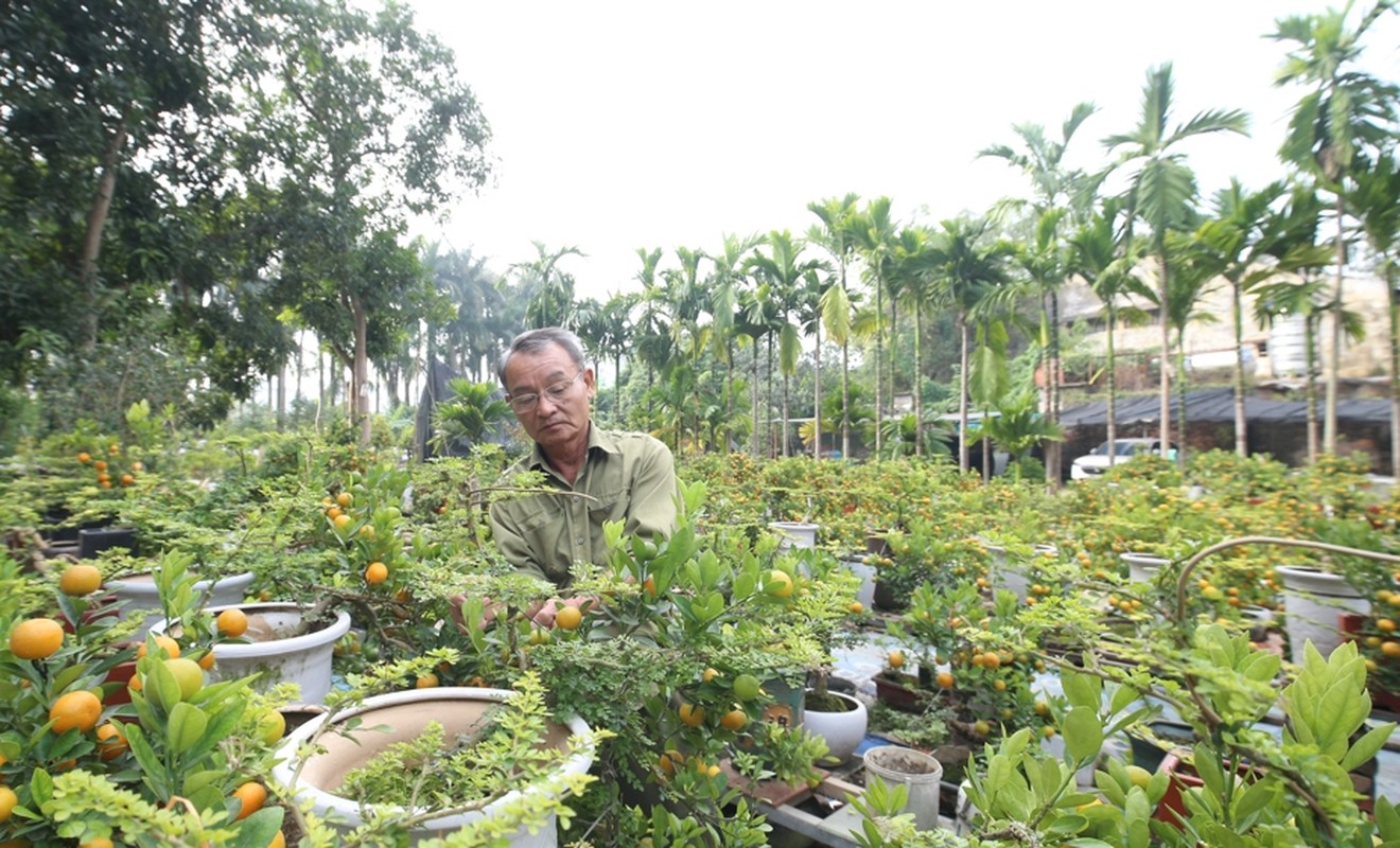 View -             Chiêm ngưỡng quất ghép cần thăng độc lạ 'cháy hàng' dịp Tết    