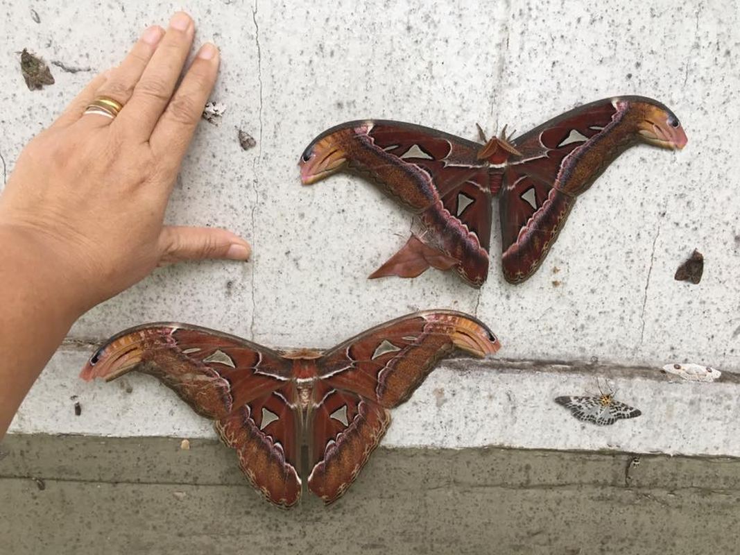             Tận mục loài bướm lớn nhất thế giới, có trong Sách Đỏ Việt Nam    