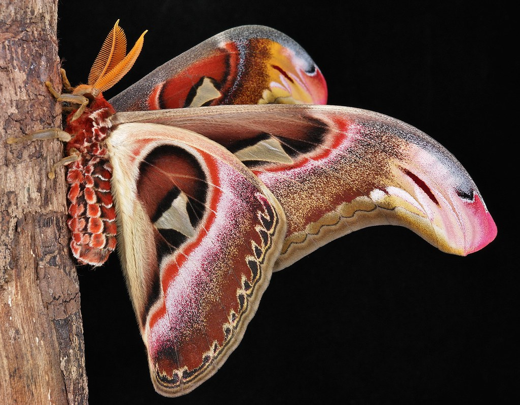 View -             Tận mục loài bướm lớn nhất thế giới, có trong Sách Đỏ Việt Nam    