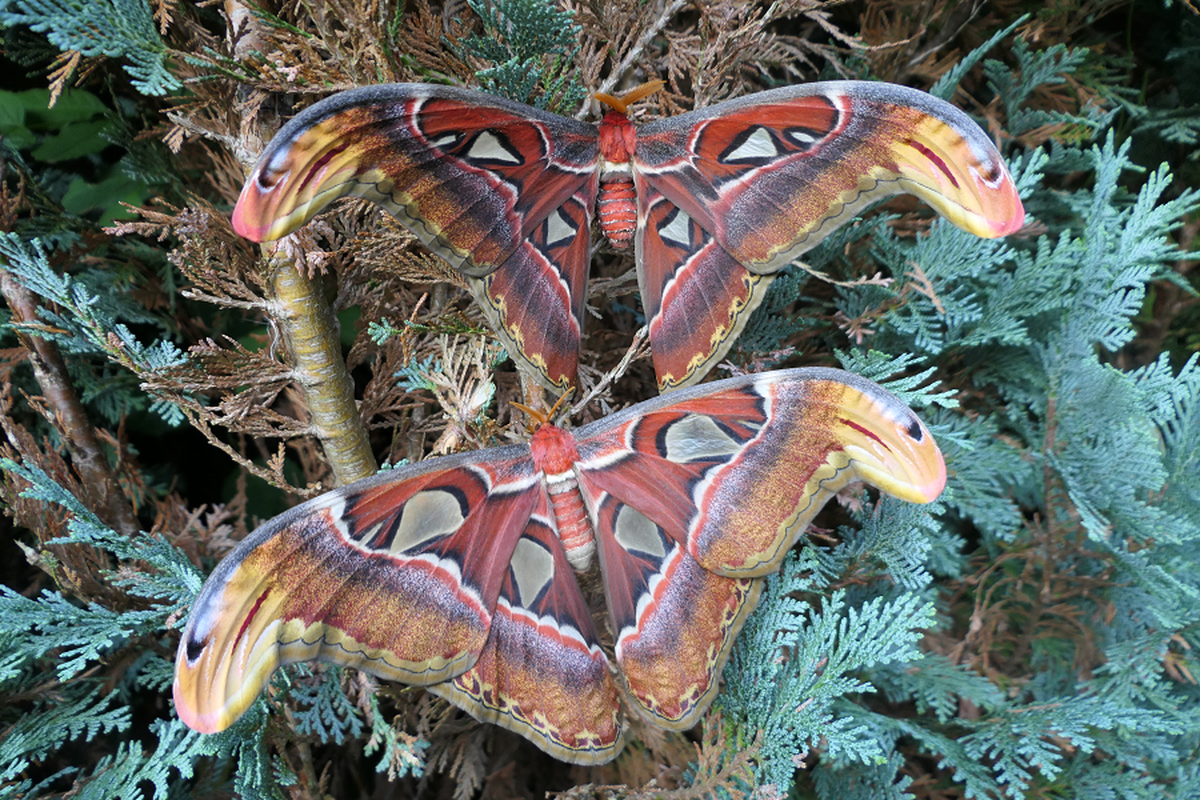 View -             Tận mục loài bướm lớn nhất thế giới, có trong Sách Đỏ Việt Nam    