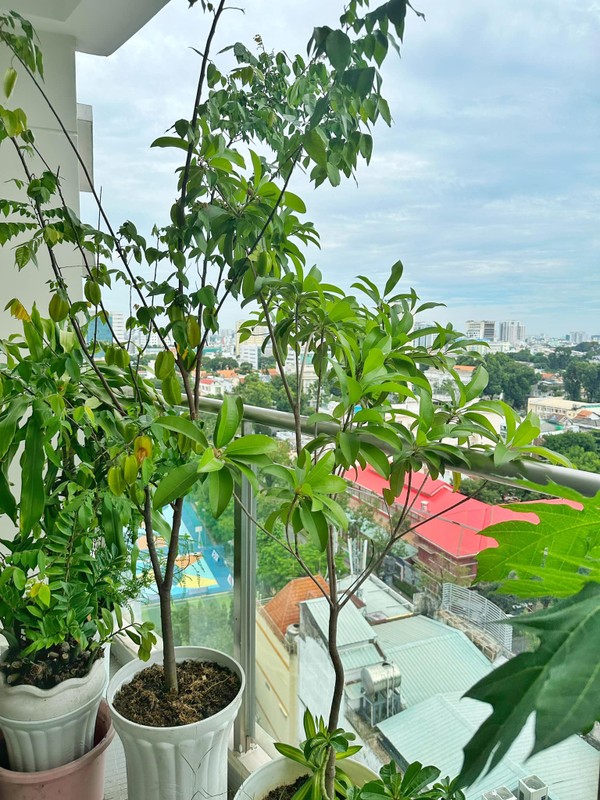 Ngắm hoa trái bên trong căn hộ của MC giàu nhất nhì showbiz Việt