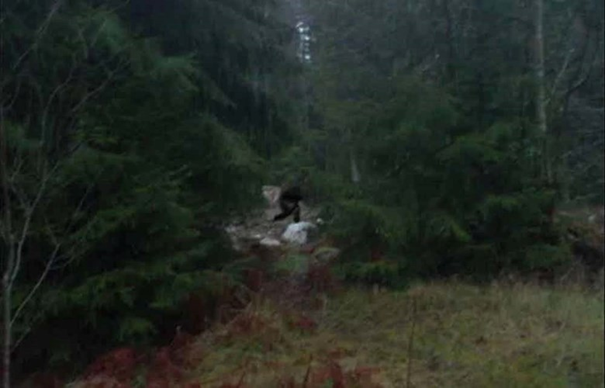             Đi cắm trại, vô tình chụp được ảnh quái vật Bigfoot ngồi xổm    