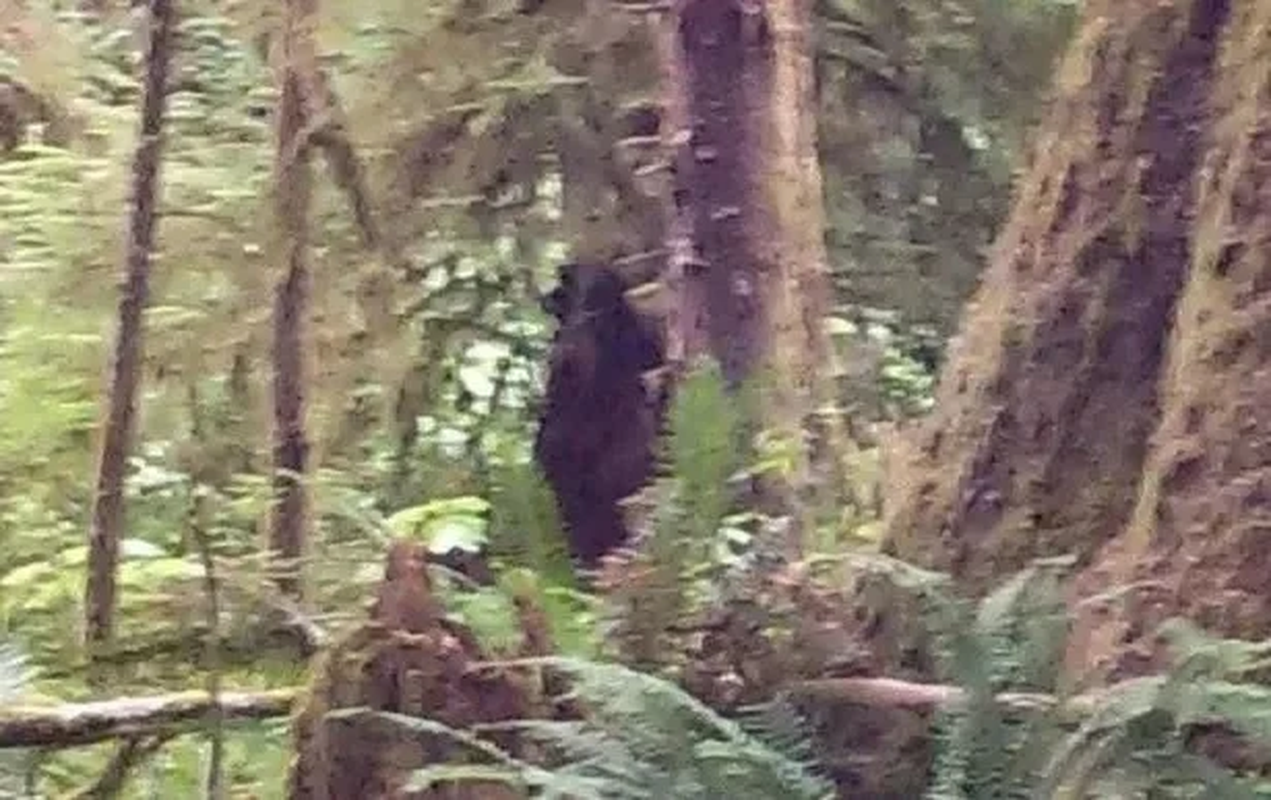             Đi cắm trại, vô tình chụp được ảnh quái vật Bigfoot ngồi xổm    