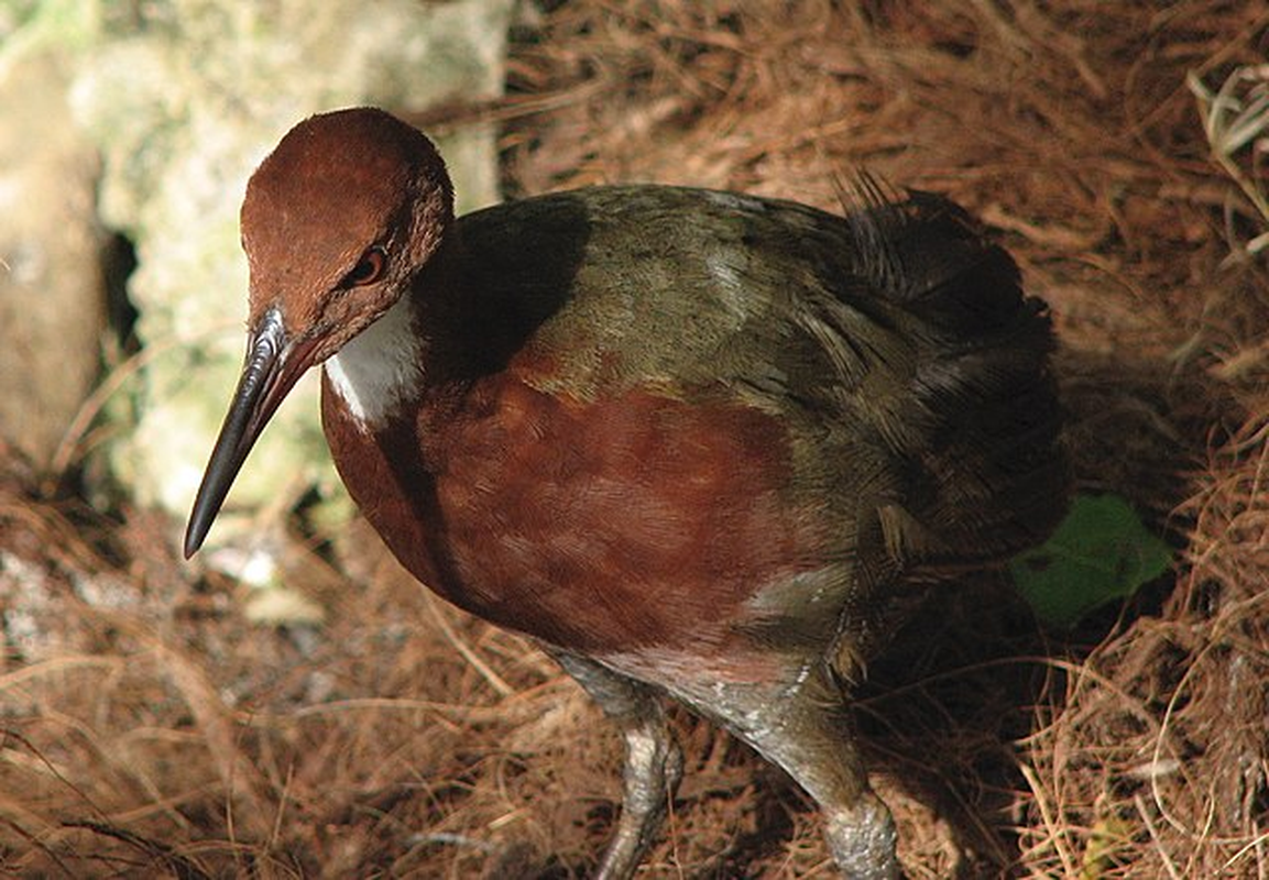View -             Sau 136.000 năm tuyệt tích, loài chim huyền thoại bất ngờ tái sinh    