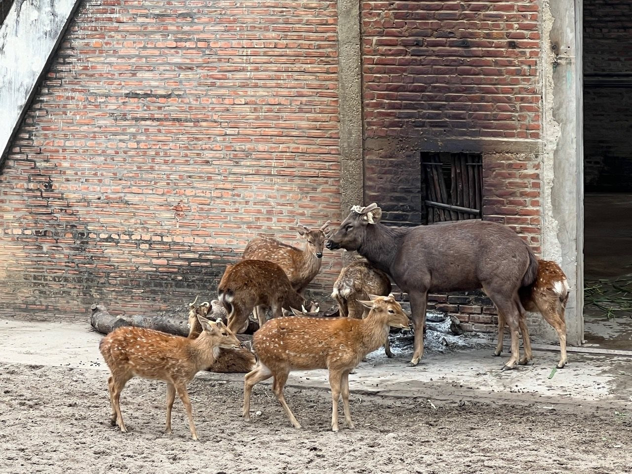 View -             Vườn thú Hà Nội không để các con thú đói, rét    