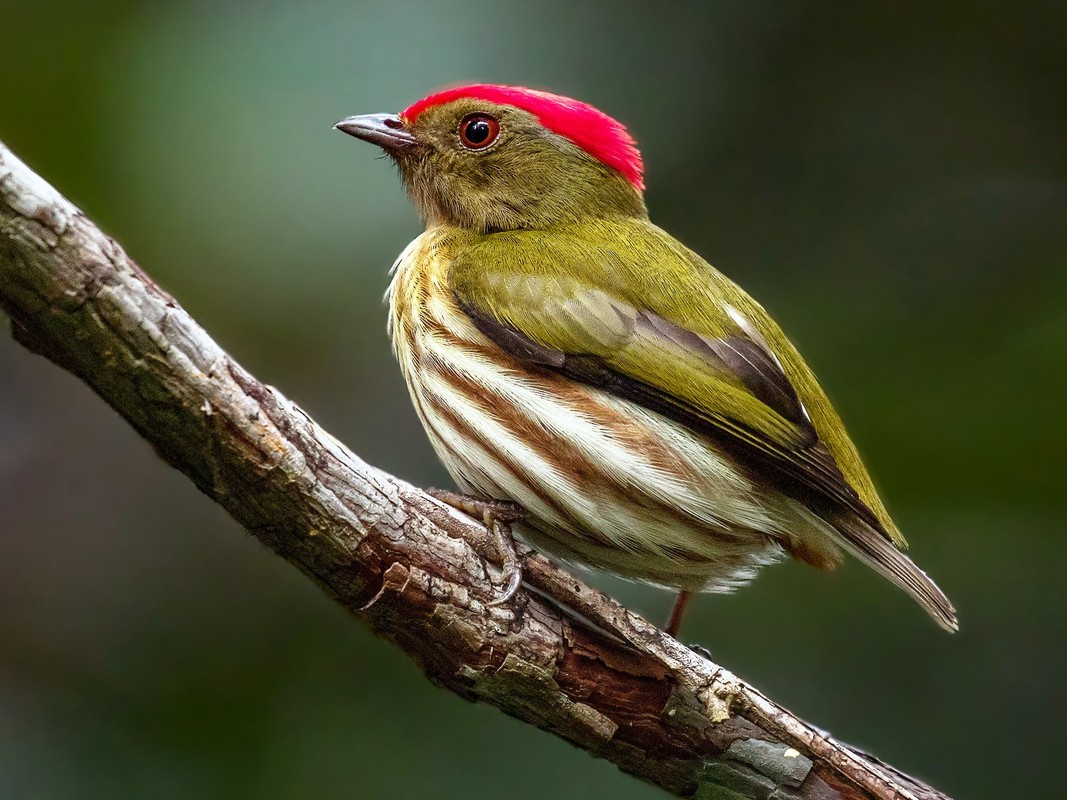 View -             Đã mắt trước vẻ đẹp kỳ diệu của các loài chim di châu Mỹ    