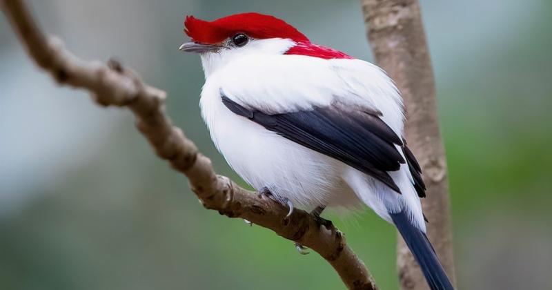             Đã mắt trước vẻ đẹp kỳ diệu của các loài chim di châu Mỹ    