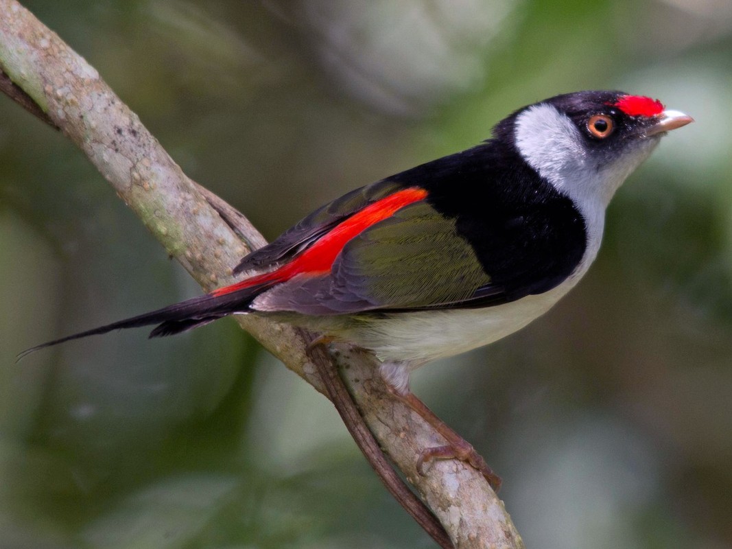             Đã mắt trước vẻ đẹp kỳ diệu của các loài chim di châu Mỹ    