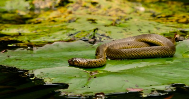 View -             Top loài rắn nước độc nhất Việt Nam, có loài trông như hổ mang    