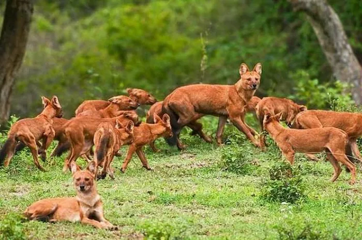             Loài chó có trong Sách Đỏ Việt Nam, dám tấn công cả gấu    