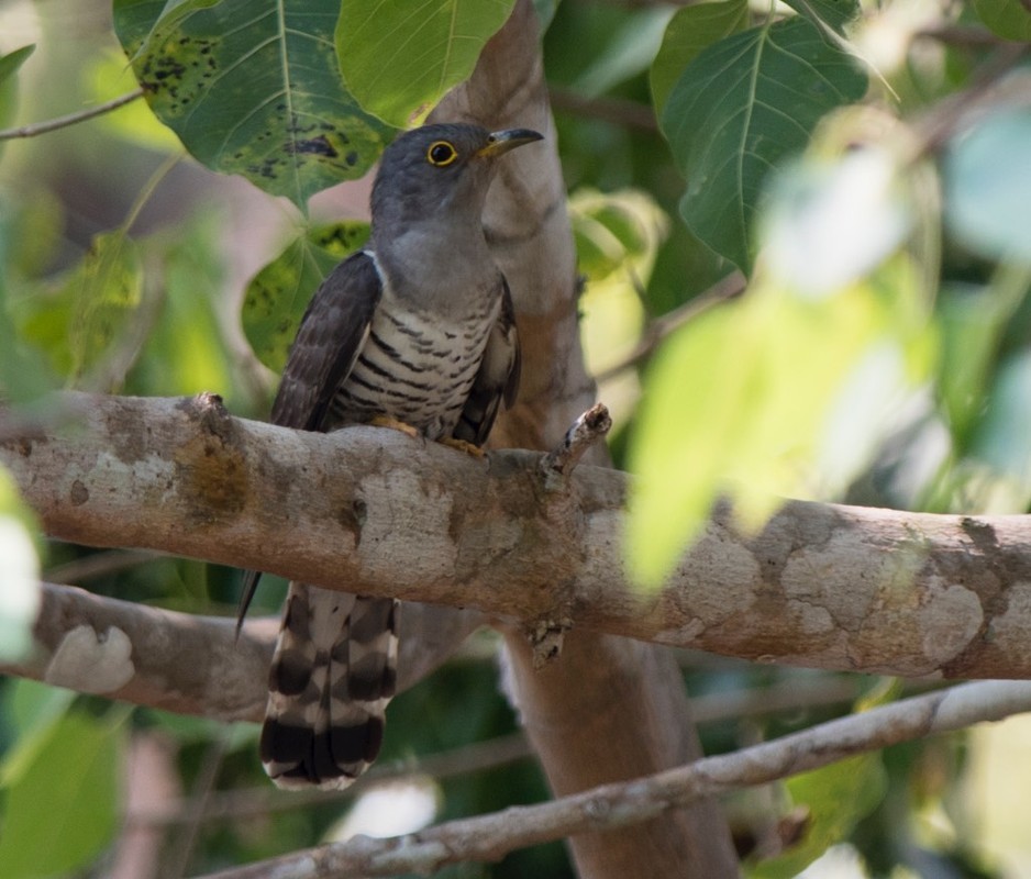             Sự thật bất ngờ về loài chim 'bắt cô trói cột' nổi tiếng Việt Nam    