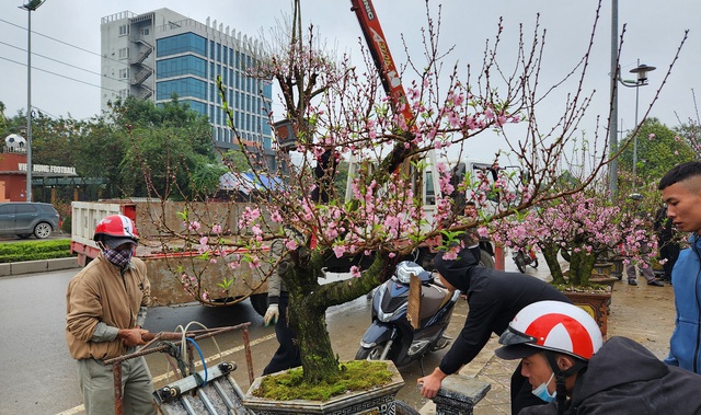 View -             Đào rừng vứt thành đống trên phố ngày 30 Tết    