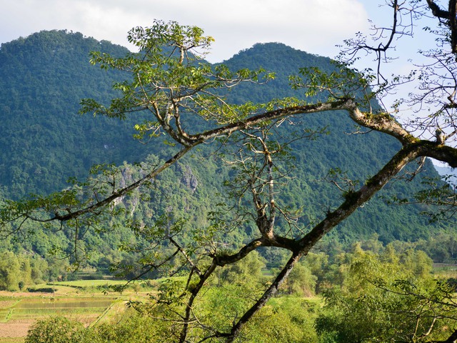 View -             Cây gạo hơn 500 tuổi - cây di sản đầu tiên của Quảng Bình có gì đặc biệt?    