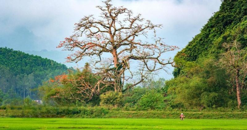             Cây gạo hơn 500 tuổi - cây di sản đầu tiên của Quảng Bình có gì đặc biệt?    