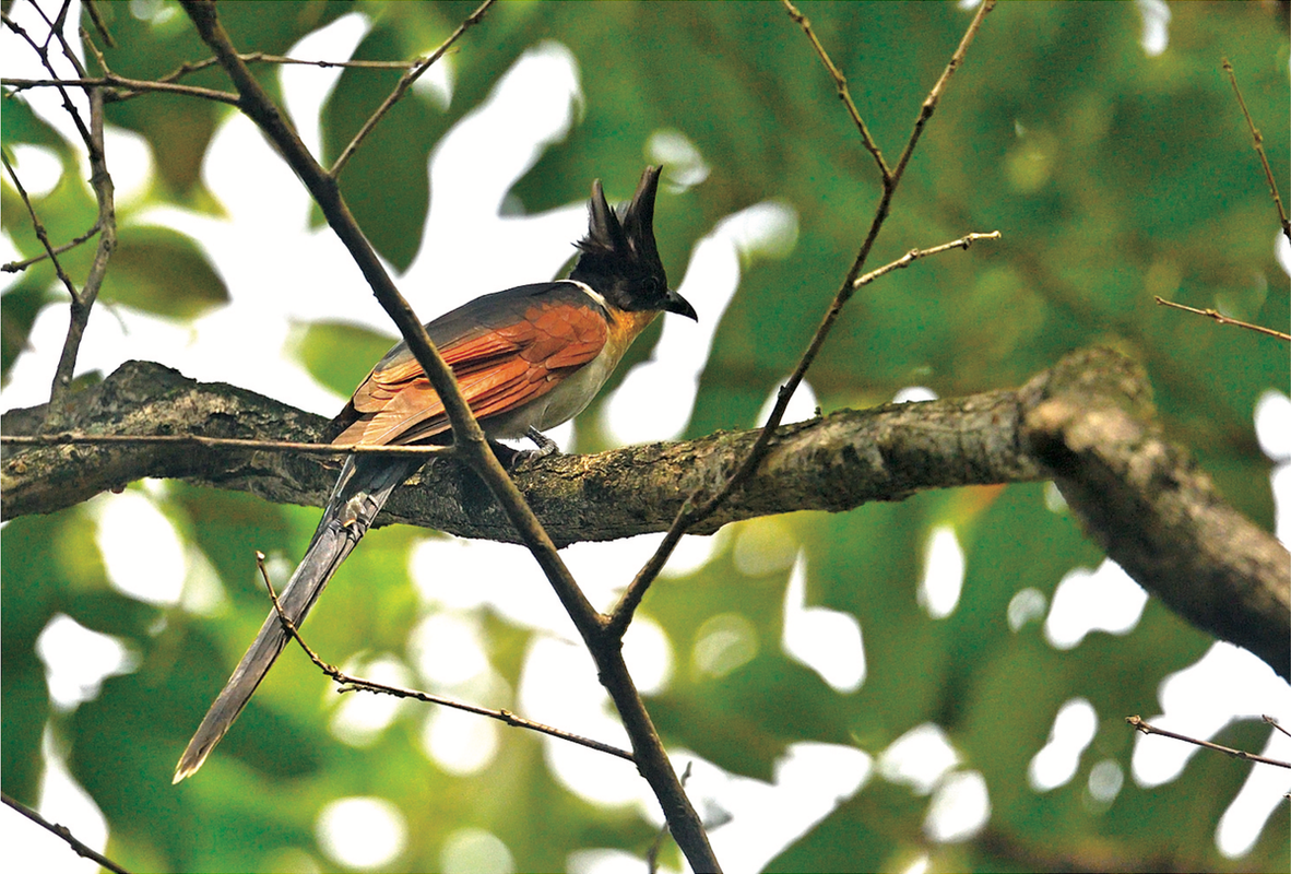             Chiêm ngưỡng 10 loài chim quý như vàng, độc lạ nhất Việt Nam    