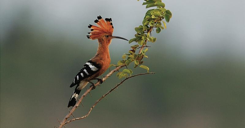 View -             Chiêm ngưỡng 10 loài chim quý như vàng, độc lạ nhất Việt Nam    