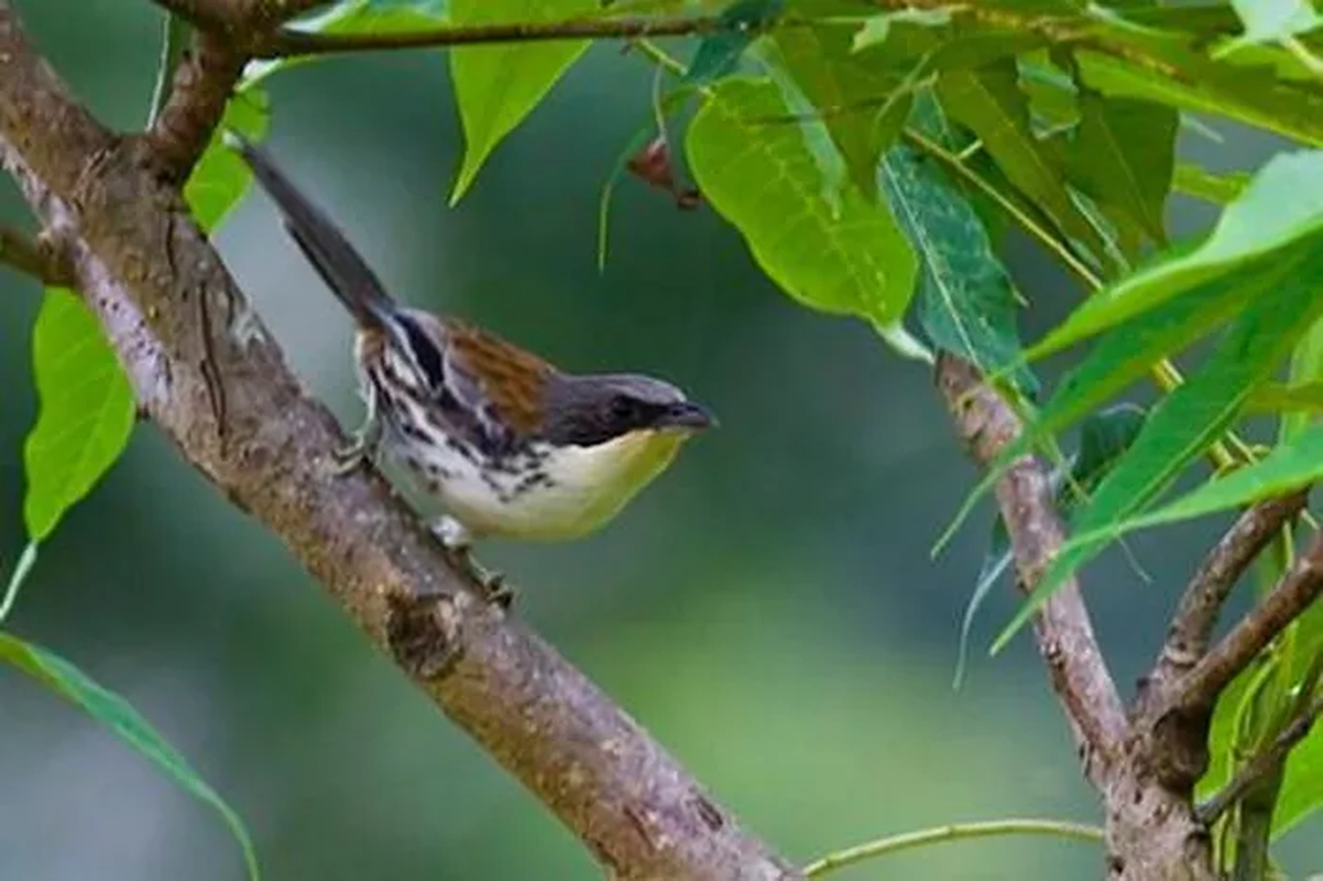             Ngắm loài chim quý hiếm nhất hành tinh từng xuất hiện ở Việt Nam    