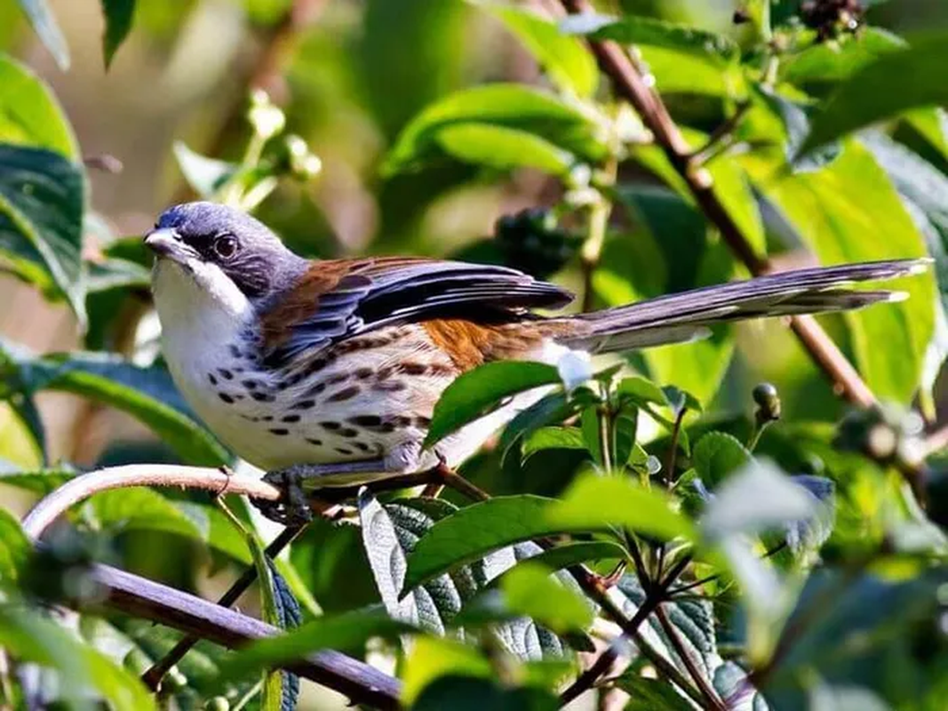 View -             Ngắm loài chim quý hiếm nhất hành tinh từng xuất hiện ở Việt Nam    