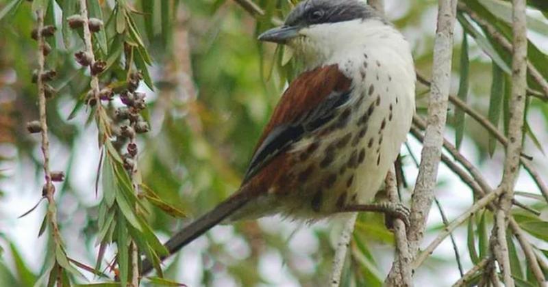             Ngắm loài chim quý hiếm nhất hành tinh từng xuất hiện ở Việt Nam    