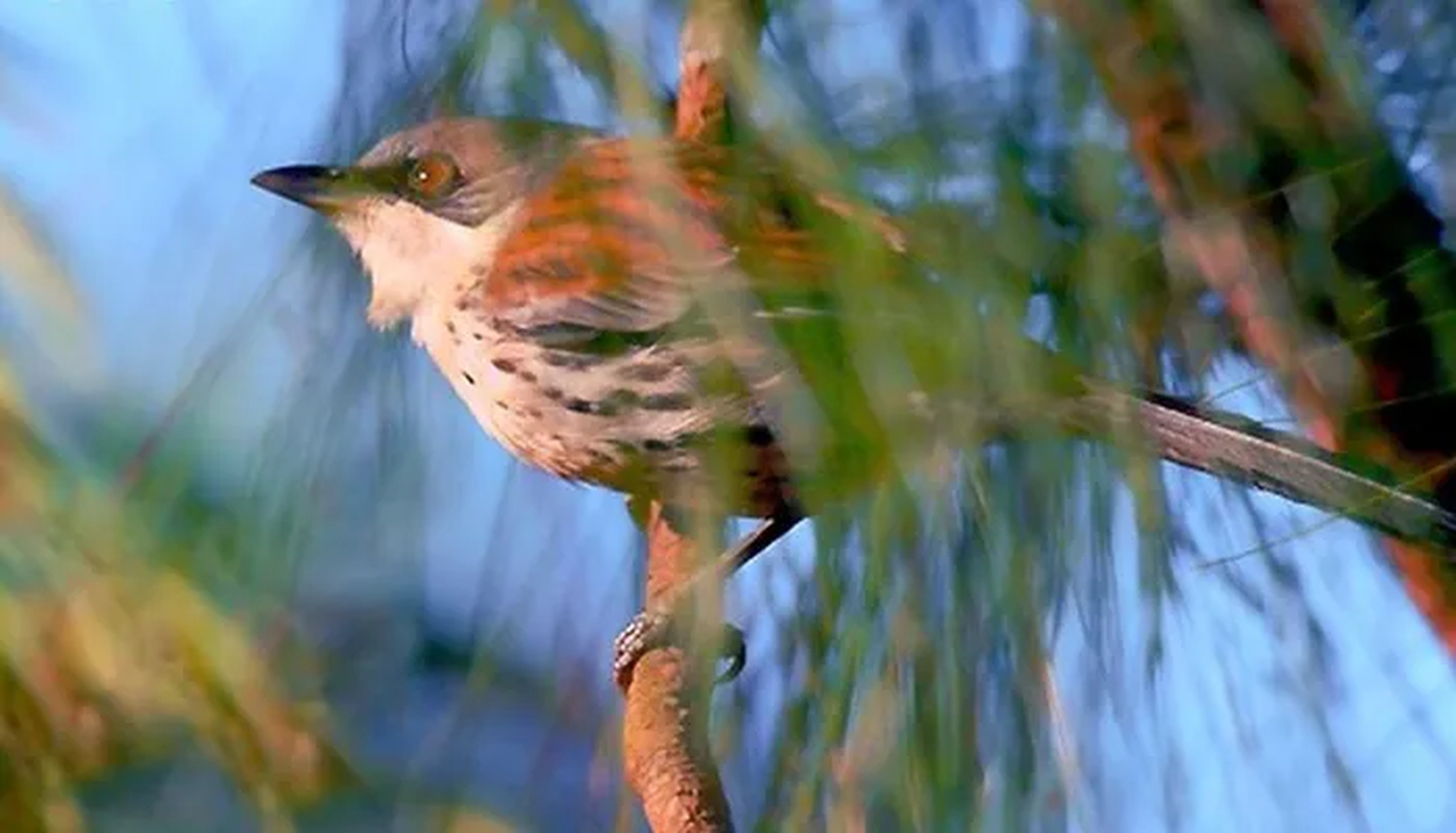 View -             Ngắm loài chim quý hiếm nhất hành tinh từng xuất hiện ở Việt Nam    