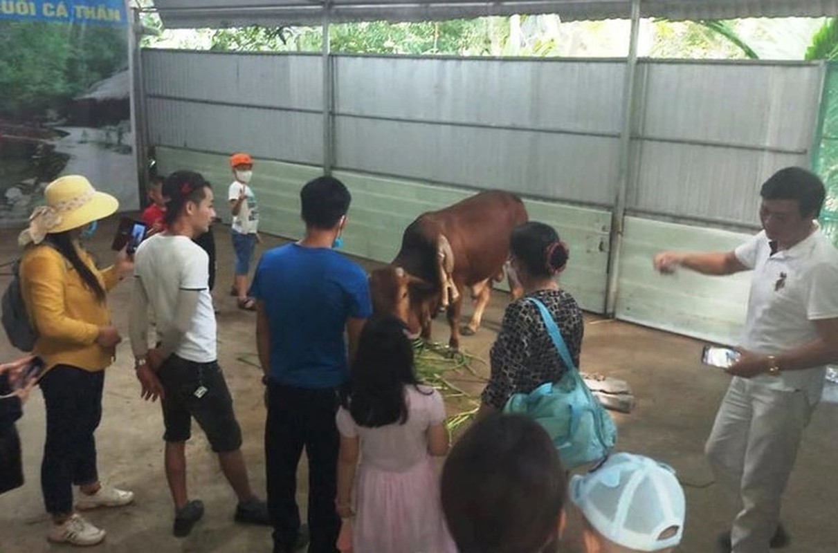             Bò 6 chân xuất hiện ở Thanh Hóa, dân đổ xô đi xem    