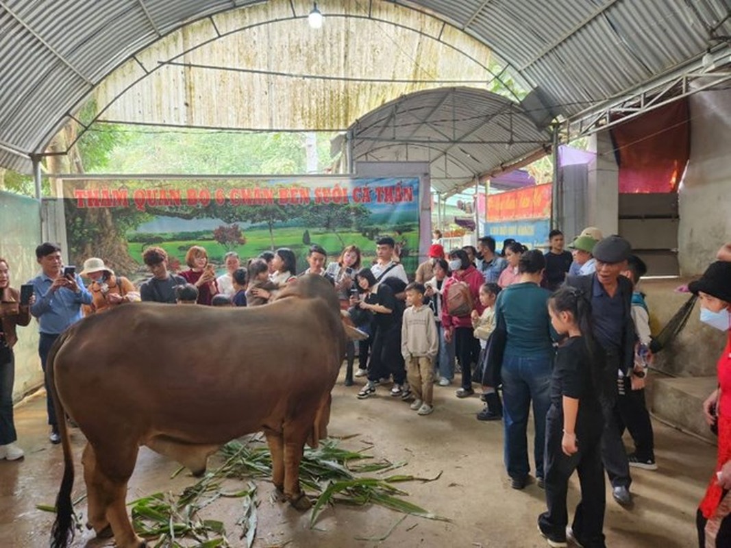 View -             Bò 6 chân xuất hiện ở Thanh Hóa, dân đổ xô đi xem    