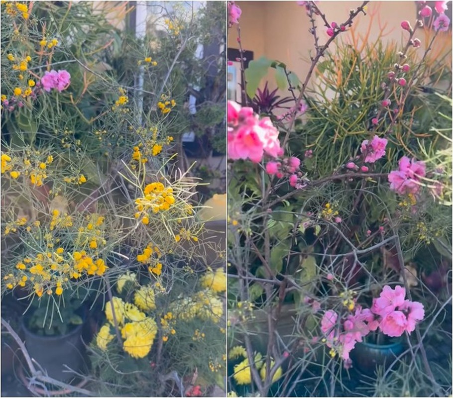 View -             Khu vườn rực sắc hoa trong biệt thự 2.000 m2 của Bằng Kiều    