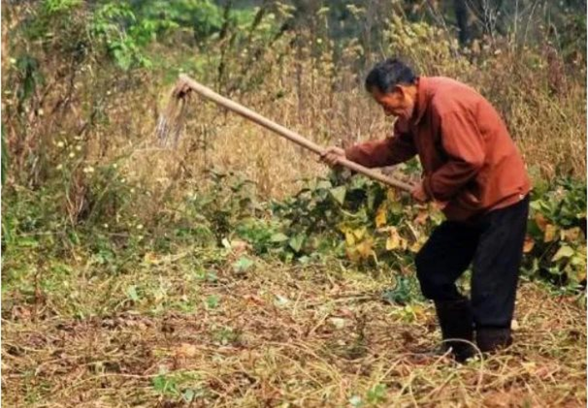 View -             Lên núi lấy đá làm chuồng lợn, vô tình đụng trúng kho báu    