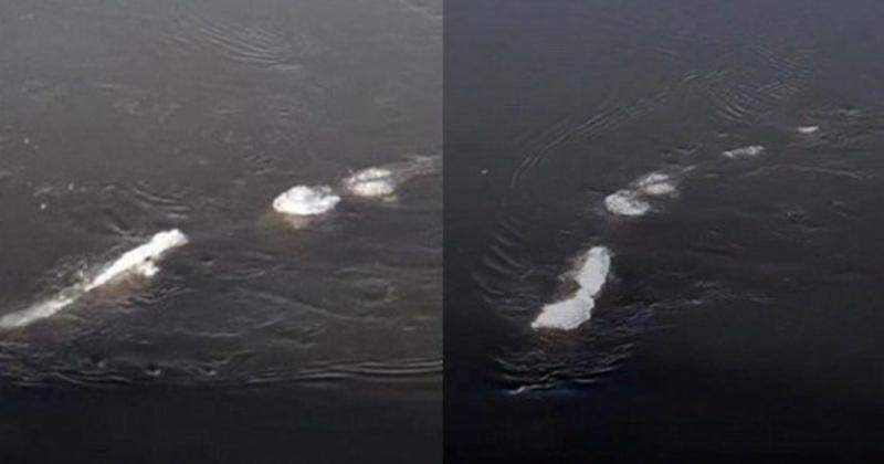 View -             Nóng: Quái vật hồ Loch Ness có 'anh em' trú ngụ ở Alaska?    