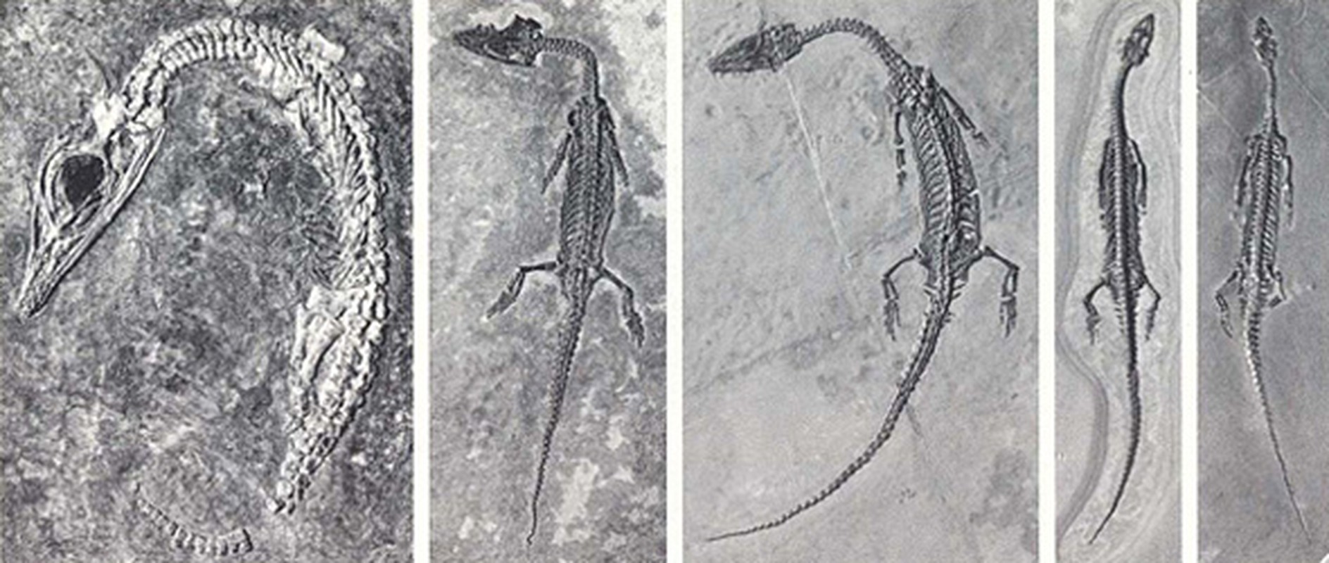             Phát hiện hóa thạch rồng cổ dài 2,3m, lộ sự thật chấn động    