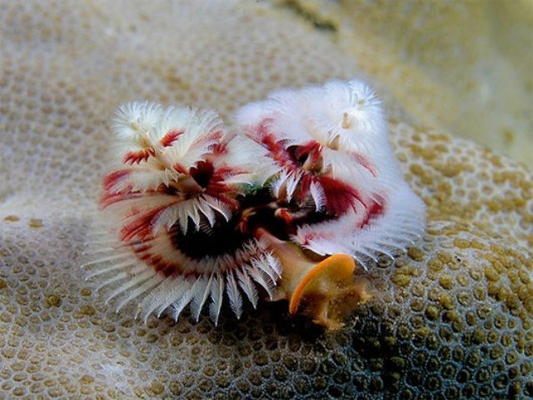             Vẻ đẹp lạ của động vật không xương trú ngụ dưới biển sâu    