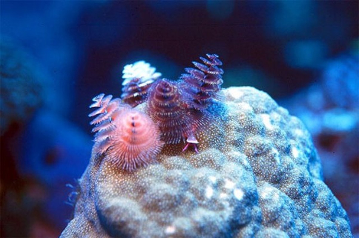 View -             Vẻ đẹp lạ của động vật không xương trú ngụ dưới biển sâu    