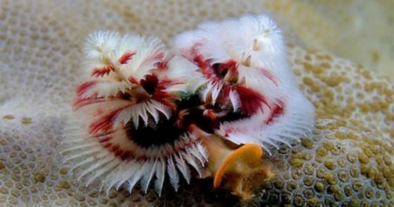             Vẻ đẹp lạ của động vật không xương trú ngụ dưới biển sâu    