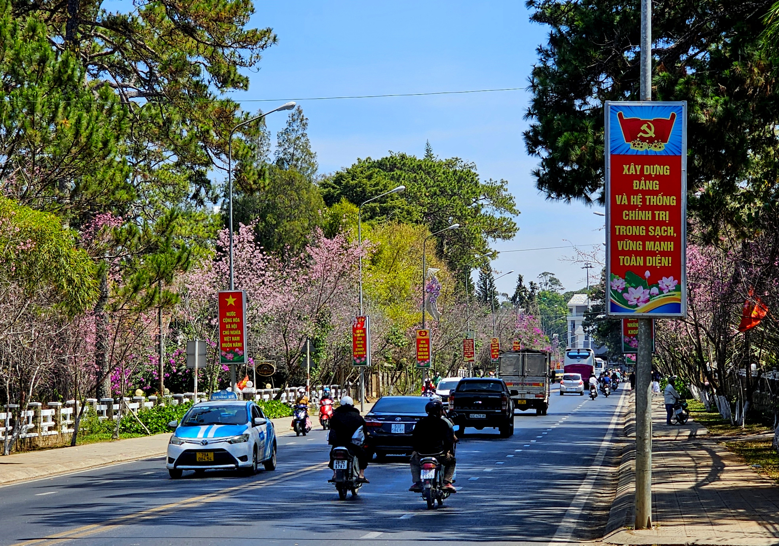 View -             Đà Lạt đẹp mộng mơ với 3 loài hoa đường phố cùng nở    