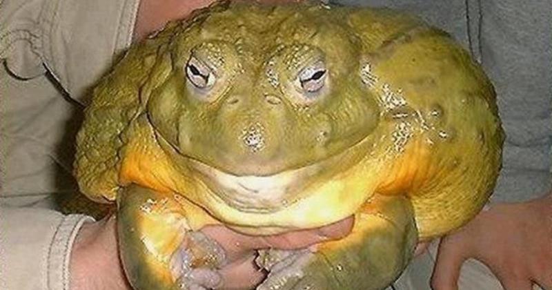 View -             Kinh ngạc loài ếch lớn nhất trên thế giới, bằng cả một đứa trẻ    