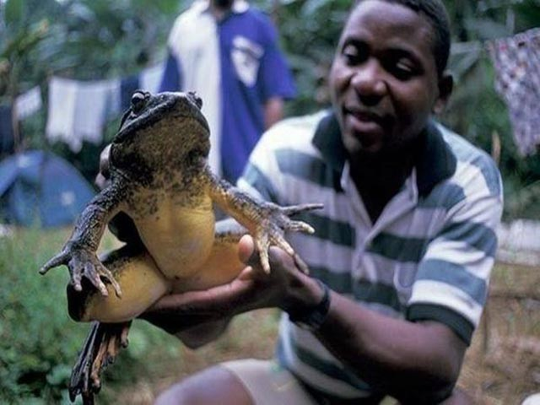             Kinh ngạc loài ếch lớn nhất trên thế giới, bằng cả một đứa trẻ    