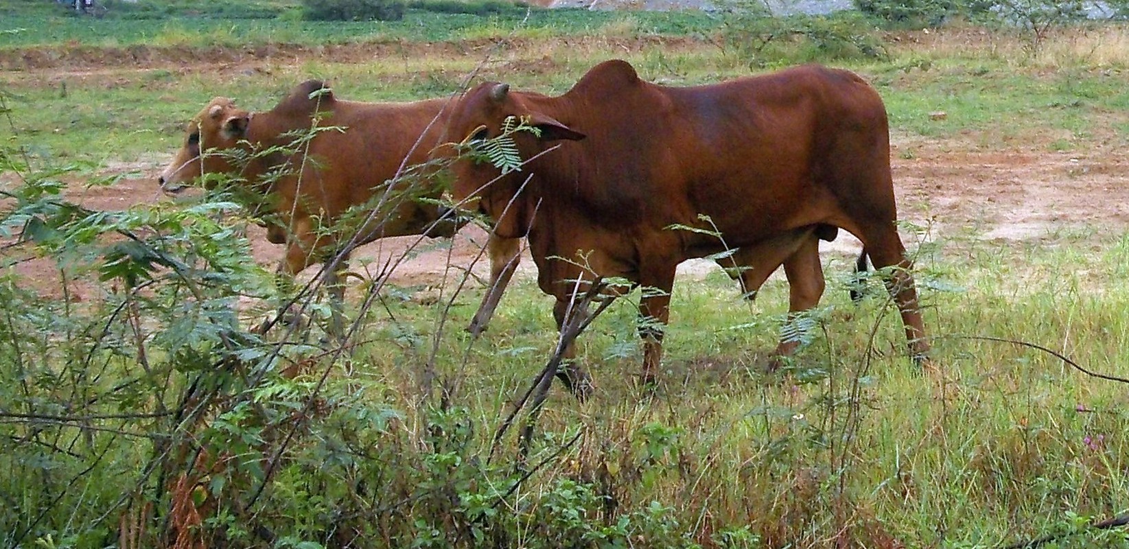 View -             Giải mã bí ẩn thi thể nữ giới bị đốt, giấu trong bụi cây    