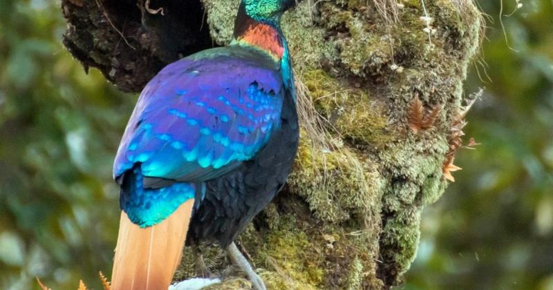 View -             Ngẩn người ngắm loài chim đẹp nhất dãy Himalaya    