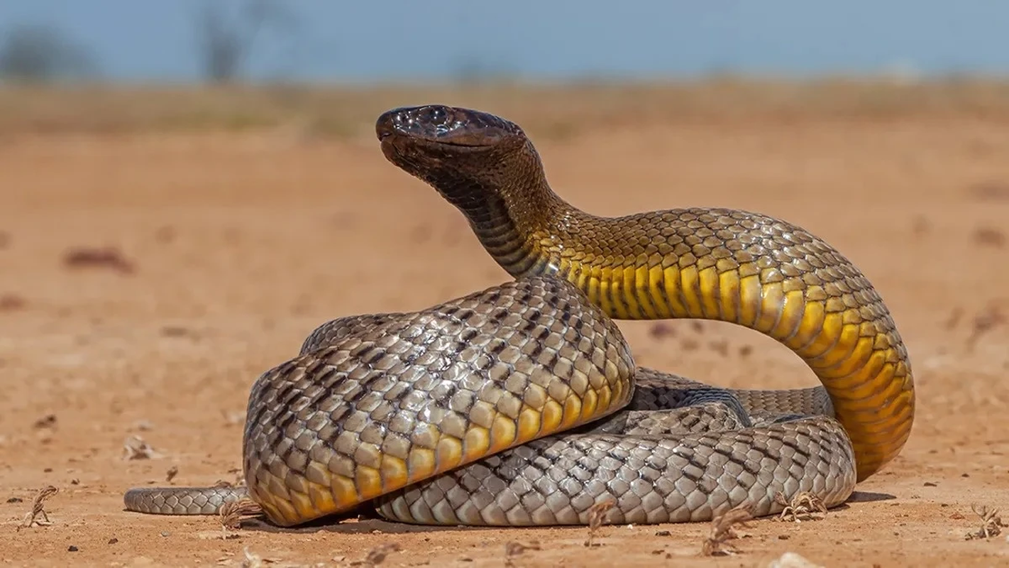 View -             Loài rắn cực độc có thể đoạt mạng 100 người chỉ trong chớp mắt    