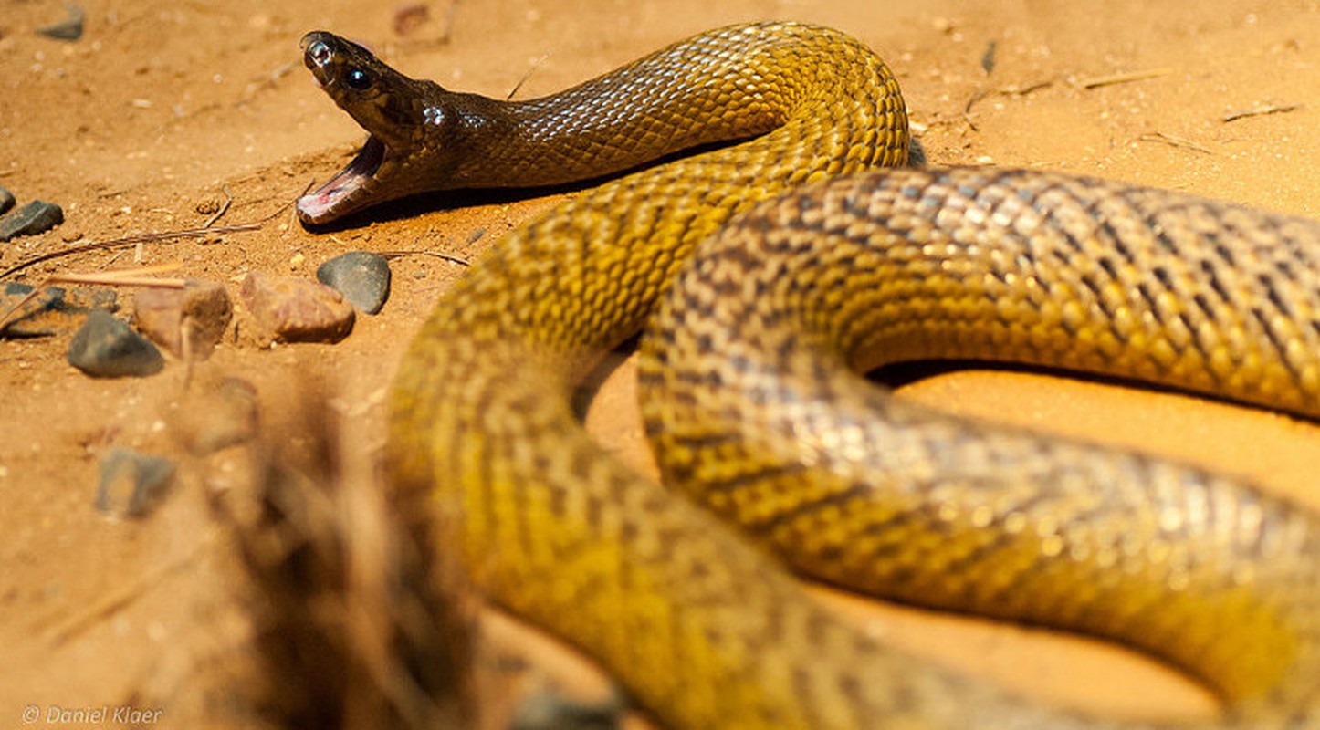 View -             Loài rắn cực độc có thể đoạt mạng 100 người chỉ trong chớp mắt    