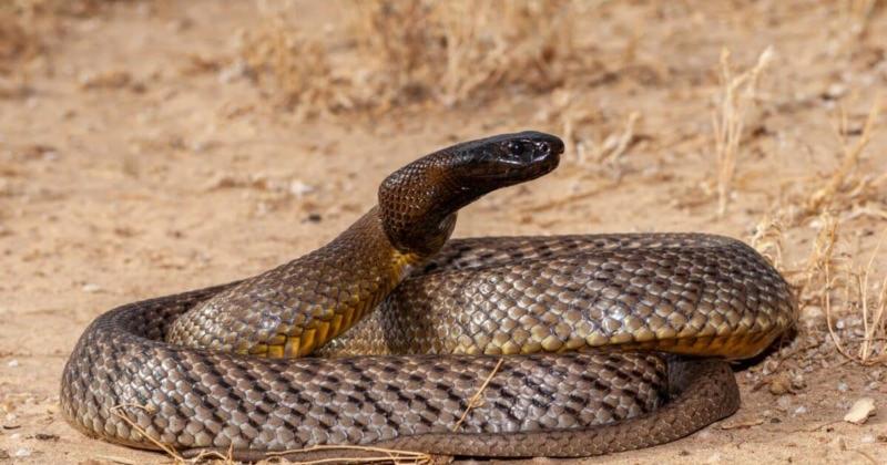             Loài rắn cực độc có thể đoạt mạng 100 người chỉ trong chớp mắt    