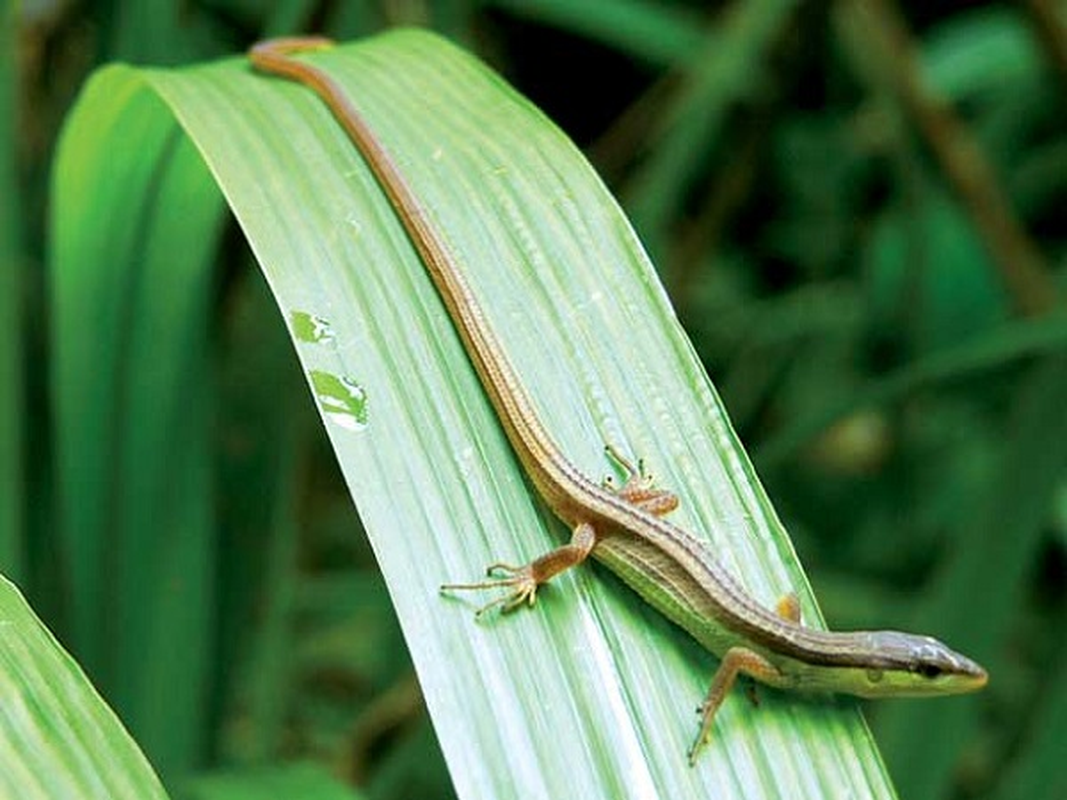 View -             Kỳ lạ 'loài rắn 4 chân' ở Việt Nam có trong Sách Đỏ thế giới    