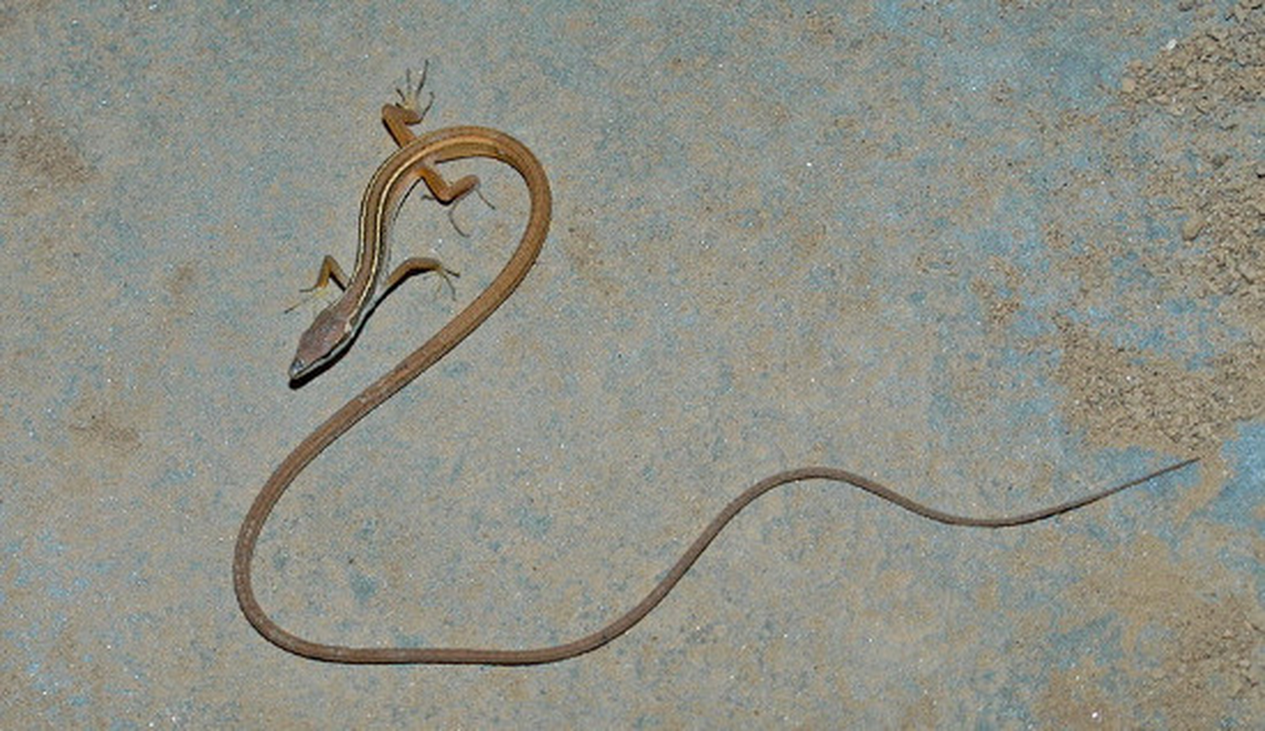 View -             Kỳ lạ 'loài rắn 4 chân' ở Việt Nam có trong Sách Đỏ thế giới    