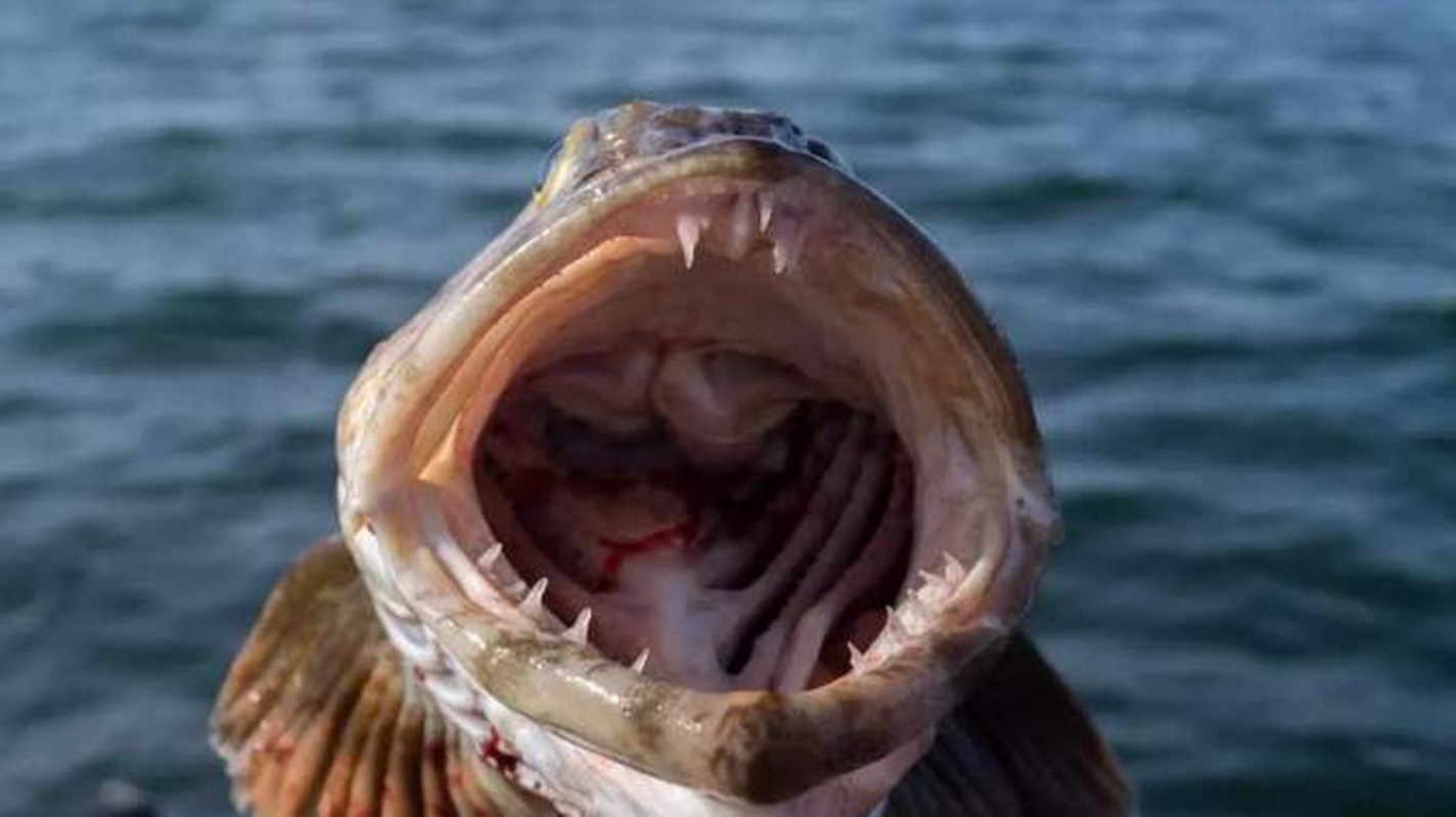 View -             Kinh ngạc quái ngư có hàm răng độc dị, mỗi ngày thay 20 chiếc    