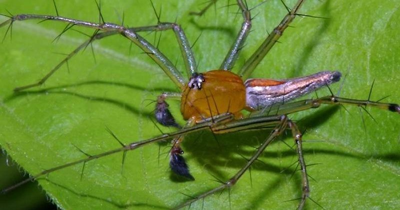 View -             Sởn gai ốc các loài nhện Việt Nam qua ảnh của phó nháy Mỹ    