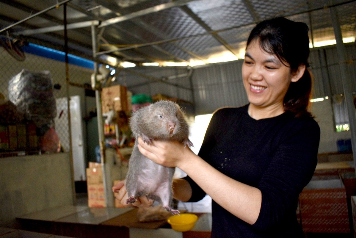View -             Loài chuột béo múp, nặng gần một cân, người Việt thi nhau săn lùng    